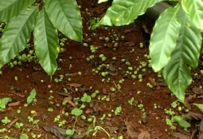 Ngăn ngừa rụng quả cà phê non trong mùa mưa