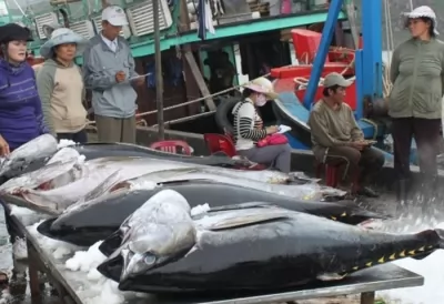 Xuất khẩu cá ngừ tăng mạnh 